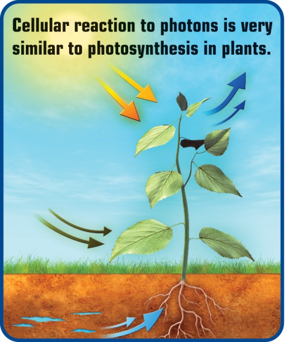 Laser-photosynthesis